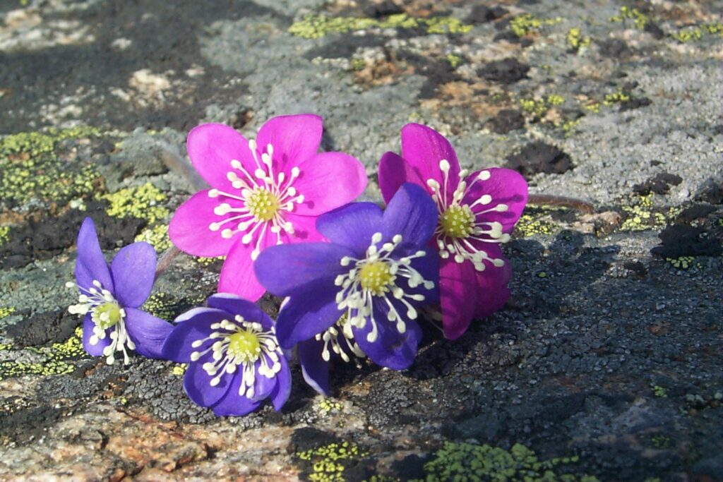 Rosa og blå blåveis