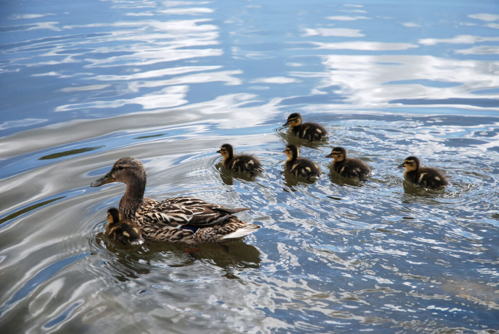 Stokkandmor med mage unger på vannet