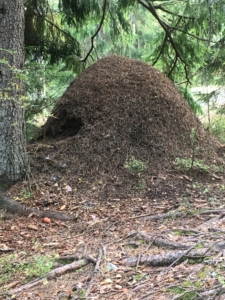 Stor maurtue i skogen