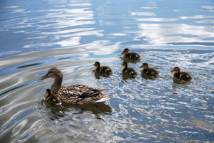 Stokkandmor med seks små nøster på vannet