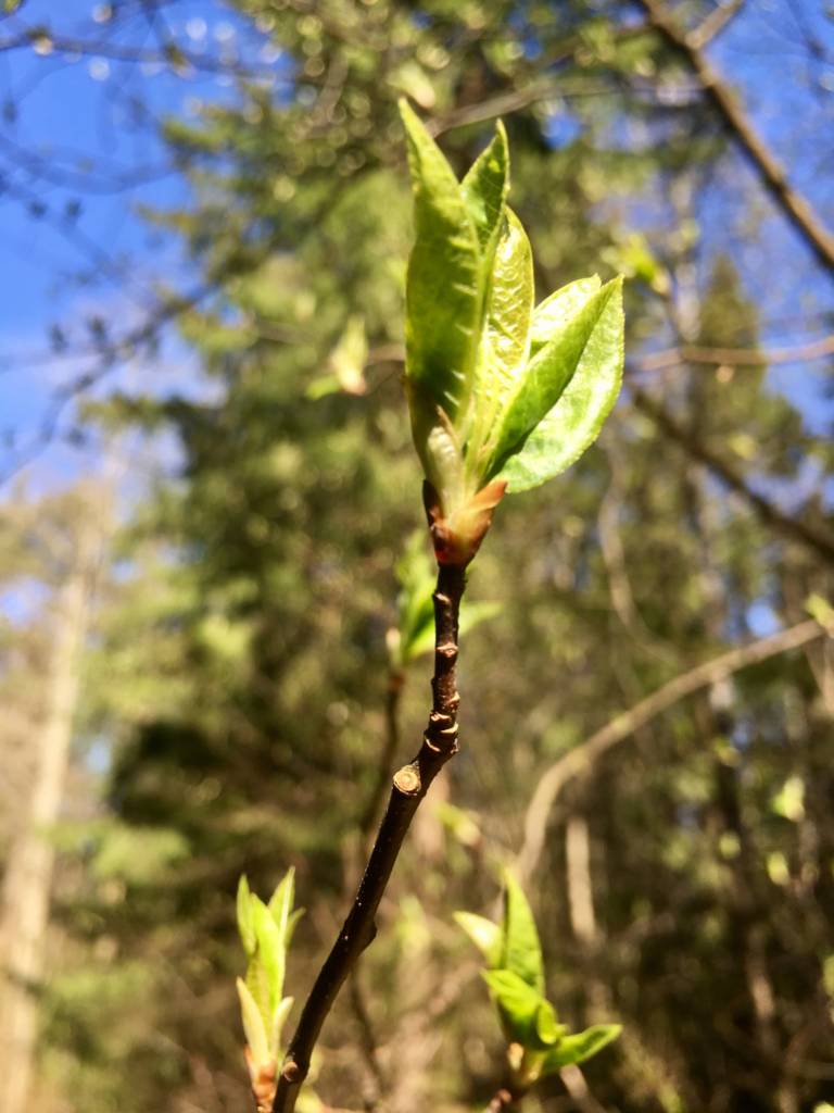 lysegrønn knopp på bjørketre i solen