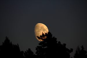 Gul måne mot mørk furuskog