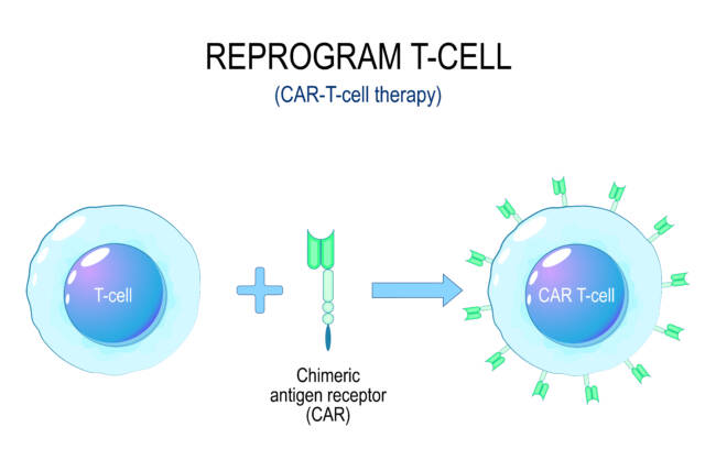 Illustrasjon av reprogrammering av T-celler