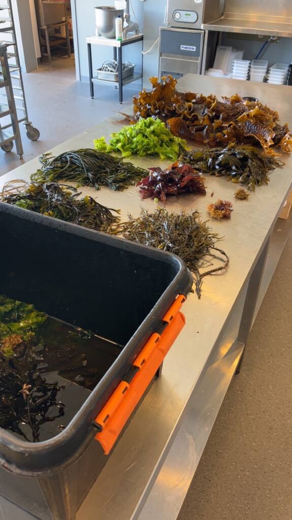 Stålbenk på restaurantkjøkken med hauger av ulik tang og tare