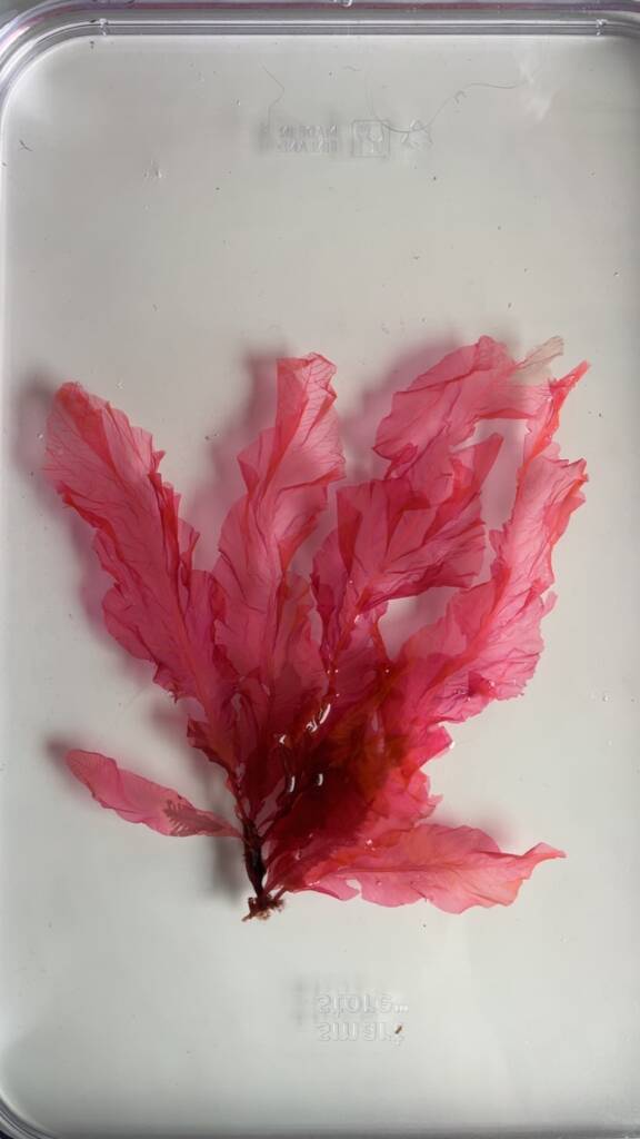 Et tørket eksemplar av rødalgen søl, har fått en flott rosa farge.